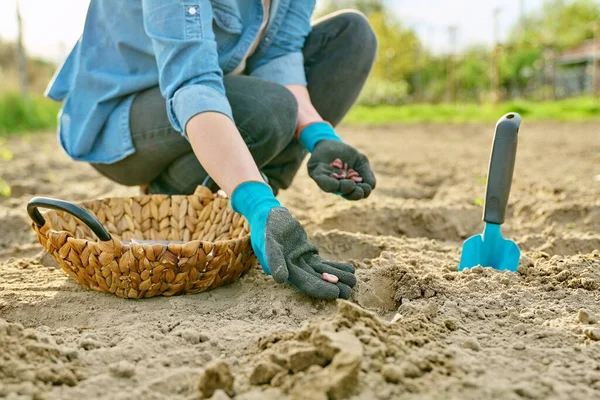 Крупный план руки в садовых перчатках посадка бобов в землю с помощью лопаты — стоковое фото