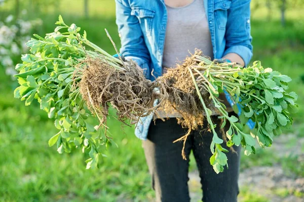 Wanita dalam sarung tangan berkebun dengan sekop memegang sedum tanaman dengan akar — Stok Foto
