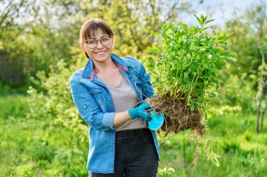 Güzel, orta yaşlı kadın. Köklü fenikülasyon bitkisi kameraya bakıyor.