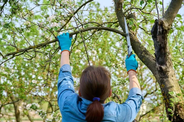 Perempuan tukang kebun di sarung tangan dengan kebun melihat menebang cabang kering pada pohon apel dengan — Stok Foto