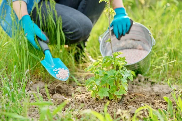 Close-up of spring care and pupuk of a currant bush — Stok Foto