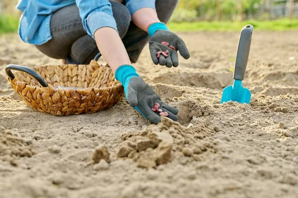 Close-up of hand in gardening gloves planting beans in ground using shovel — Stok Foto