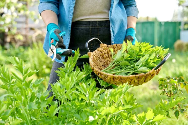 Hierba picante lovage, las mujeres manos con tijeras de tijeras de cortar la cosecha levisticum officinale — Foto de Stock
