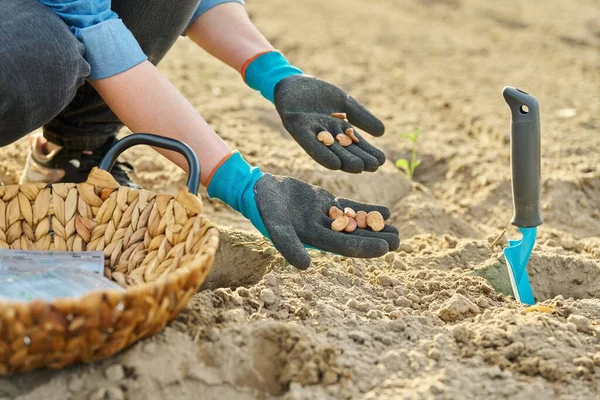 Close-up of a hand in gardening gloves planting beans in the ground using a shovel, spring vegetable planting season.