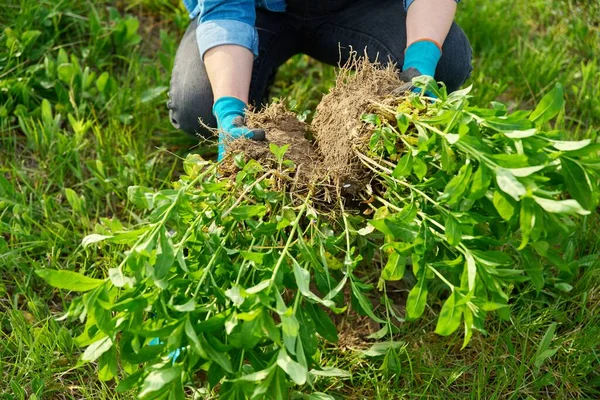 Крупным Планом Весеннего Деления Посадки Куста Флокс Paniculata Завод Земле — стоковое фото