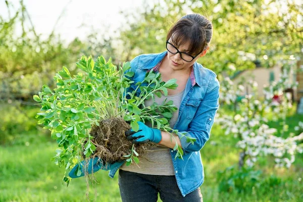 Wanita Dalam Sarung Tangan Berkebun Dengan Sekop Memegang Sedum Tanaman — Stok Foto