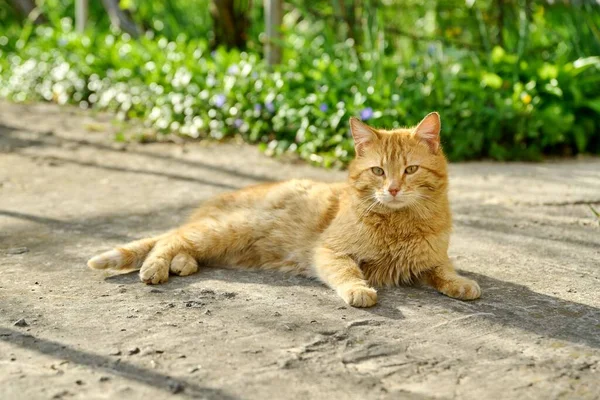 日没の光の中で 屋外で 素朴な景色を休んで横たわっている大きな大人の赤い背甲猫 — ストック写真