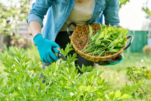 Spicy herb lovage, womans hands with secateurs cutting harvest levisticum officinale. Fragrant garden herbs for food cooking medicine, aphrodisiac, vegetarian concept
