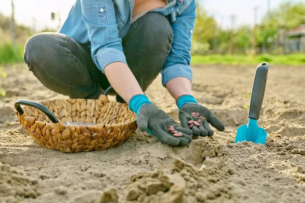Close Hand Gardening Gloves Planting Beans Ground Using Shovel Spring — Stock fotografie