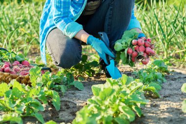 Bahçede, çiftlikte turp topluyorum. Çiftçilerin ellerinin sepette turp topladığı yakın plan. Sağlıklı organik gıda, sebze, tarım kavramı