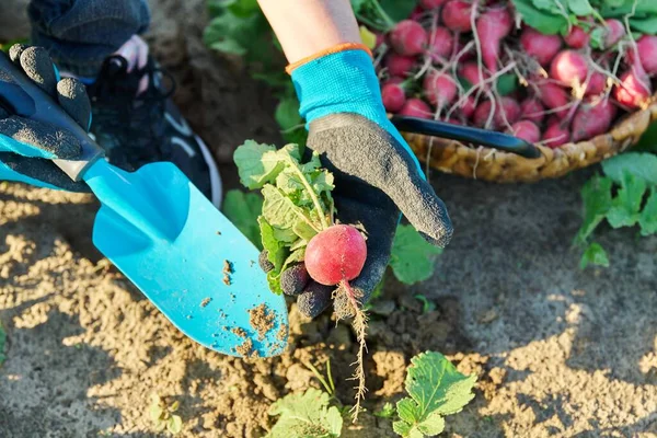 Memanen Lobak Kebun Pertanian Close Dari Para Petani Tangan Mengambil — Stok Foto