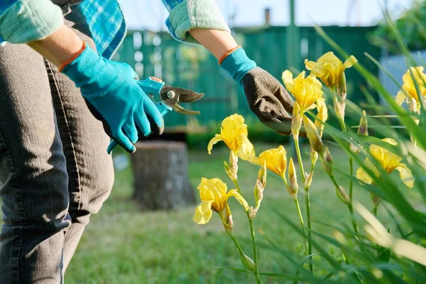 Zahradnické Ruce Zahradnických Rukavicích Zastřihovačem Pečujícím Žluté Květy Duhovky Květinovém — Stock fotografie