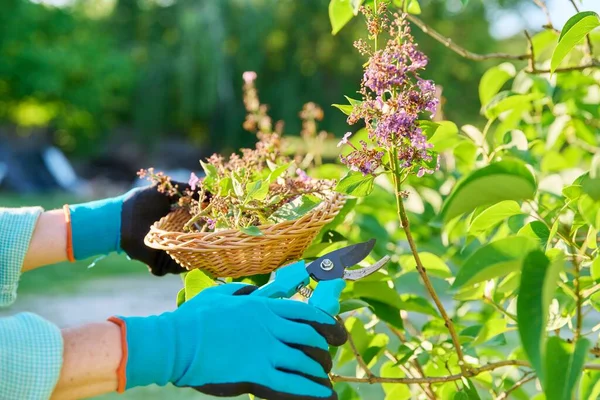 Care Lilac Bush Womans Hands Gardening Gloves Pruner Cutting Faded — Stok Foto