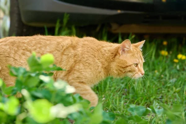 緑の芝生の上を歩く農村大大人の赤背の高い国内猫 — ストック写真