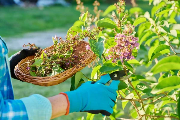 Care Lilac Bush Womans Hands Gardening Gloves Pruner Cutting Faded — Stok Foto