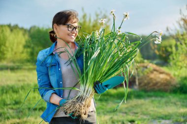 Bahar zamanı, bahçedeki çiçeklerle, bahçedeki çiçeklerle, bahçe eldivenleriyle, elinde yabani beyaz narsisli bitkilerle çalışan bir kadın. Ampullü çiçekler, çalıları ayırmak ve nakletmek için kazılmış.