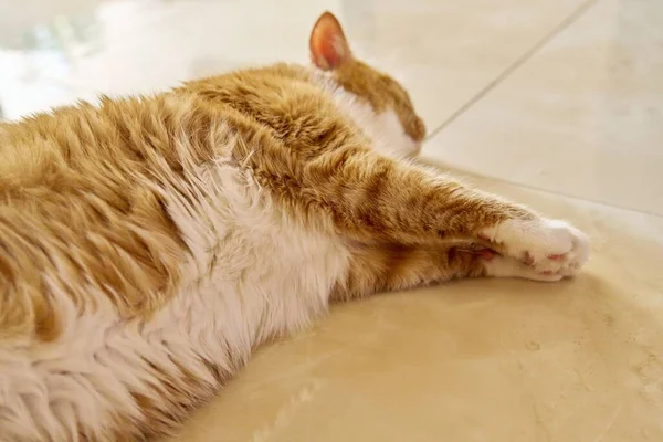 Большая Рыжая Кошка Лежащая Дома Полу Спит — стоковое фото