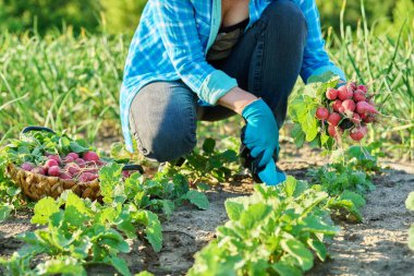 Bahçede, çiftlikte turp topluyorum. Çiftçilerin ellerinin sepette turp topladığı yakın plan. Sağlıklı organik gıda, sebze, tarım kavramı