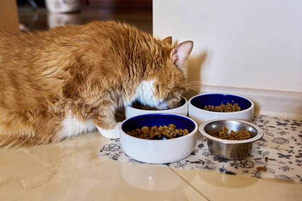 Funny Big Ginger Cat Pet Eats Food Home Kitchen Pet — Stock Photo, Image