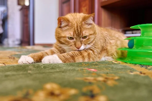 Close Funny Big Ginger Cat Pet Lying Carpet Home Attentively — Stock Photo, Image