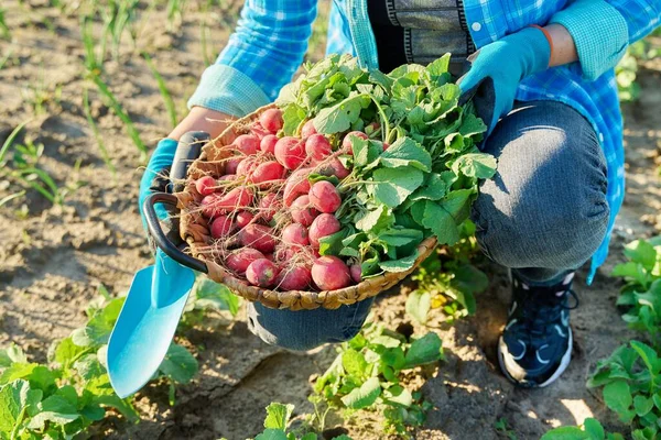 Memanen Lobak Kebun Pertanian Close Dari Para Petani Tangan Mengambil — Stok Foto