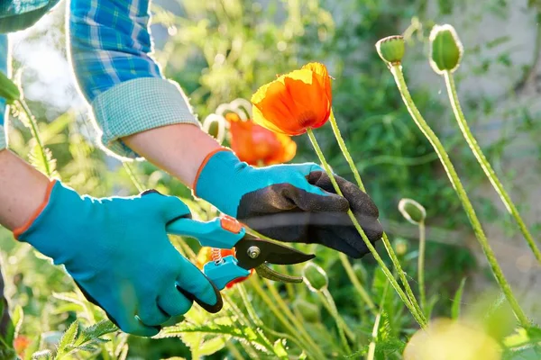 Gardeners hands in gardening gloves with pruner caring for red poppies flowers in flower bed. Spring summer in the garden, backyard landscaping