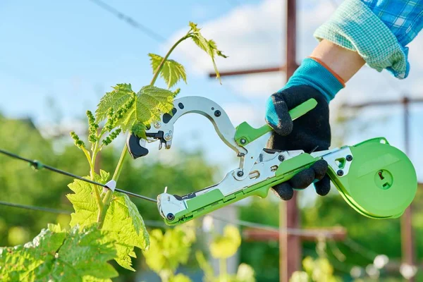 Pohon Anggur Yang Diikatkan Kebun Anggur Dengan Stapler Khusus Dekat — Stok Foto