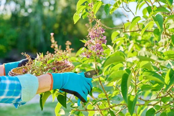 Care Lilac Bush Womans Hands Gardening Gloves Pruner Cutting Faded — Stok Foto