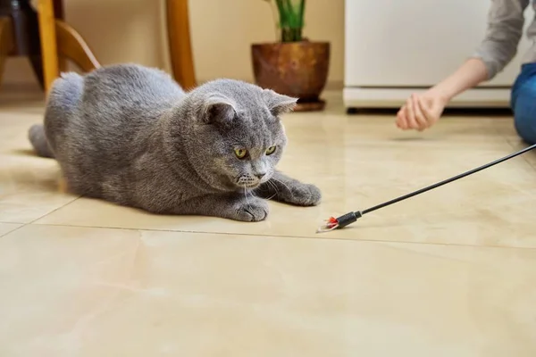 Girl playing with a cat at home, sitting on the floor with a cat toy, playing gray young british cat