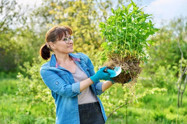 Wanita Dalam Sarung Tangan Berkebun Dengan Sekop Memegang Semak Semak — Stok Foto