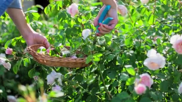 女人的手在花坛的花园里照料玫瑰丛 摘下枯萎的花朵 园林绿化 业余爱好和休闲 自然美景概念 — 图库视频影像
