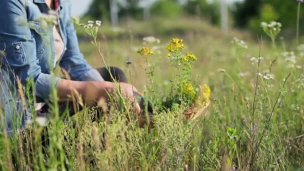 Detailní Záběr Ženských Rukou Sbírajících Kvetoucí Rostliny Třezalky Tečkované Letní — Stock video