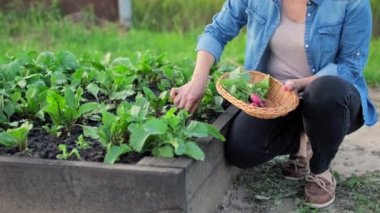 Bahçede, çiftlikte turp topluyorum. Çiftçilerin ellerinin sepette turp topladığı yakın plan. Sağlıklı organik gıda, sebze, tarım kavramı