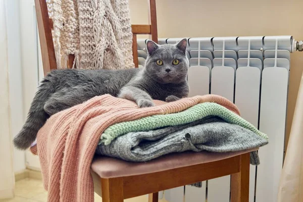 Grå Brittisk Katt Hålla Sig Varm Höst Vintern Kall Säsong — Stockfoto