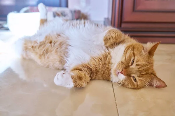 Velho Gato Gengibre Engraçado Dormindo Nas Costas Animal Estimação Deitado — Fotografia de Stock