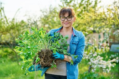 Güzel gülümseyen orta yaşlı kadın kökleri sökülmüş, bahçedeki kameraya bakıyor. Organ naklini bölen kadın ekimi. Doğa bahar sezonu, bahçıvanlık, boş zaman hobisi, insanlar