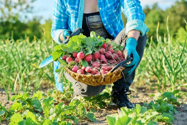 Cosechando Rábanos Jardín Granja Primer Plano Cesta Con Rábanos Recién —  Fotos de Stock