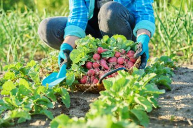 Bahçede, çiftlikte turp topluyorum. Çiftçilerin ellerinin sepette turp topladığı yakın plan. Sağlıklı organik gıda, sebze, tarım kavramı