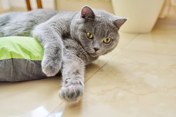 Beautiful Gray British Cat Lying Floor Home — стоковое фото