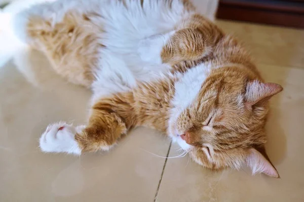 老顽皮的生姜猫睡在背上 宠物睡在地板上 闭着眼睛 — 图库照片