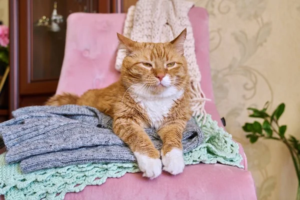 겨울에는 따뜻하고 물건들을 의자에 고양이의 — 스톡 사진