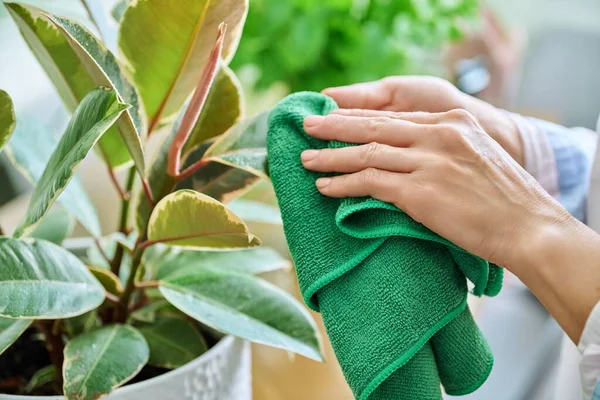 Woman caring for house plants in pots, wiping dirt and dust from plant leaves. Houseplant care, home and nature, hobby and leisure concept