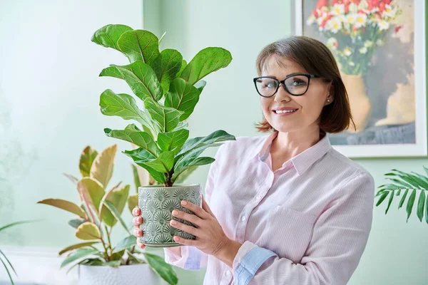 Žena Středního Věku Fíkusem Lyraty Květináčích Usmívající Žena Dívající Kameru — Stock fotografie