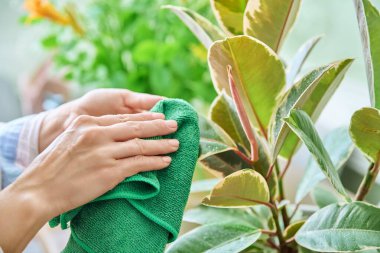 Ev bitkileriyle ilgilenen, bitki yapraklarından toprak ve toz temizleyen bir kadın. Ev bakımı, ev ve doğa, hobi ve eğlence konsepti