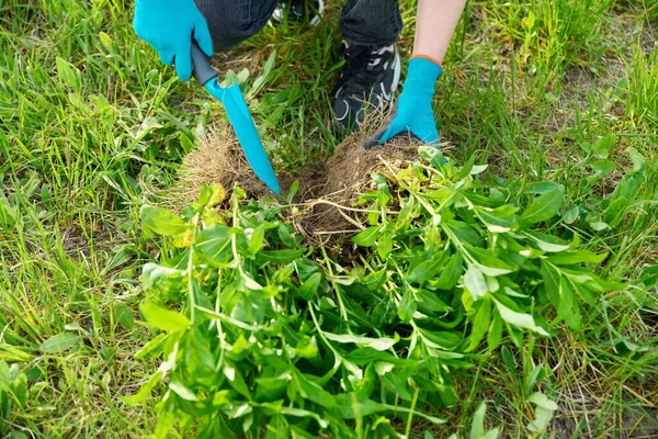 Close Spring Dividing Planting Bush Phlox Paniculata Plant Ground Hands — Stok Foto