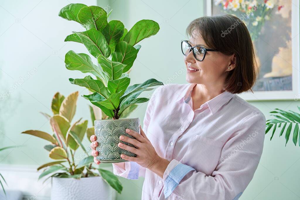 Middle aged woman with potted ficus lyrata plant, smiling female looking at plant at home. Houseplant care, nature people concept