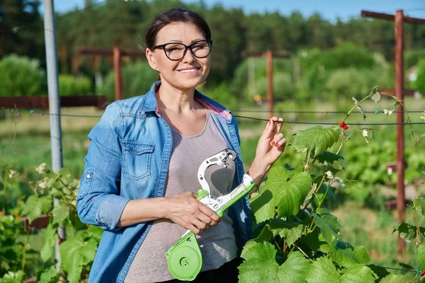Woman Farmer Making Garter Vine Bushes Vineyard Using Professional Equipment — 图库照片