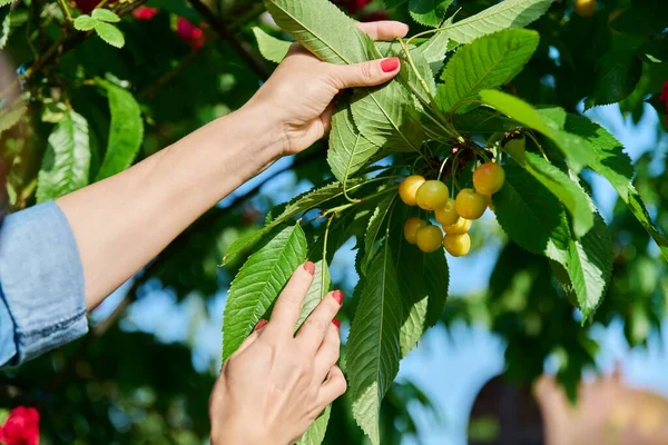 Primer Plano Una Mano Mujer Tocando Cerezas Amarillas Maduras Árbol —  Fotos de Stock