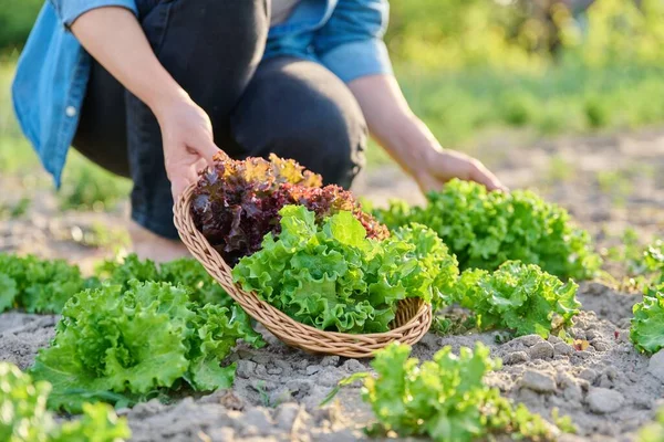 Close Dari Tangan Panen Daun Selada Tempat Tidur Taman Makanan — Stok Foto