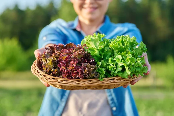 Close Fresh Picked Red Green Lettuce Leaves Basket Womans Hands — Foto de Stock